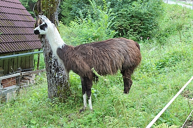 eine Lama-Stute am Berghof Sturmgut