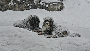 Hunde im Schneegestöber