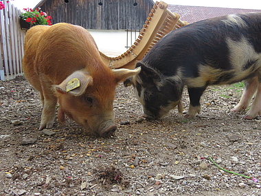 Fieda & Wilma unsere zwei Kunekune-Schweine