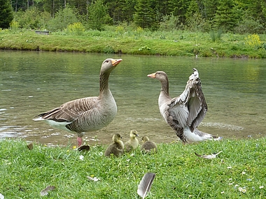 zeigt eine Graugans-Familie im Wildpark Grünau