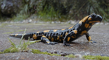 zeigt einen Feuersalamander auf der Terrasse