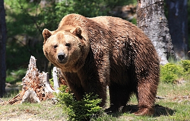 zeigt einen Braunbär im Wildpark Mautern