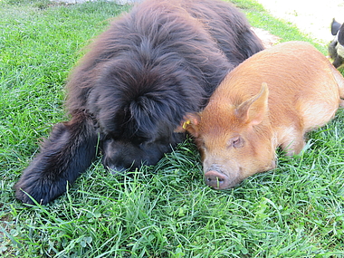 zeigt den Neufundländer Fido mit dem Schwein Frieda