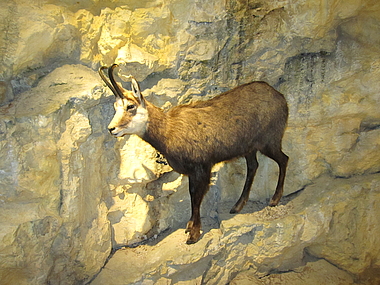 zeigt eine Gams in der Austellung Faszination Fels