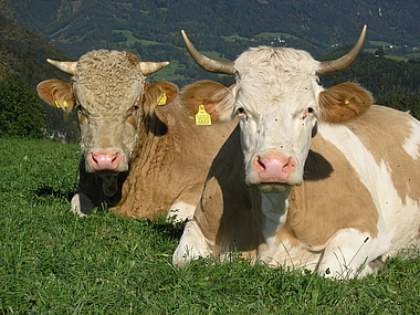 Kuh und Stier auf der Wiese liegend