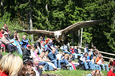 zeigt einen Gänsegeier im Flug im Wildpark Mautern